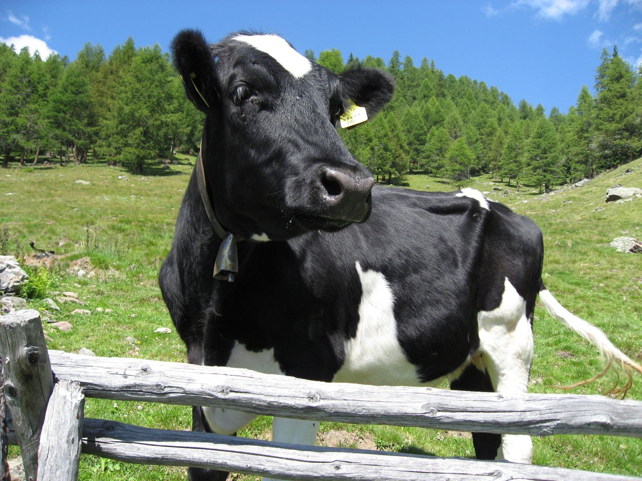 Kuh auf der Kaserfeld Alm